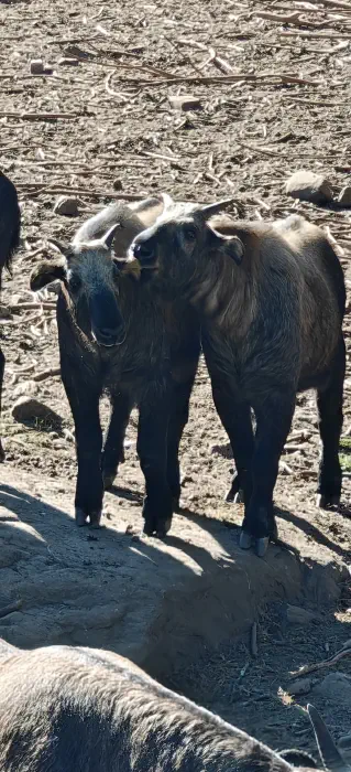  The unique Takin grazing in the preserve