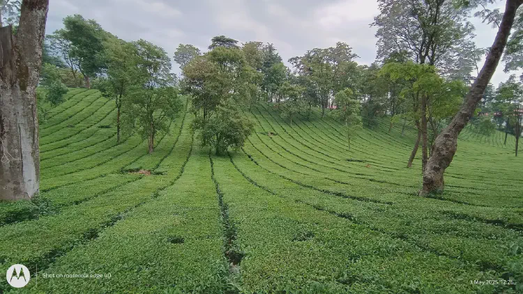 Dharamshala - McLeod Ganj - Palampur - Kareri Complete Itinerary