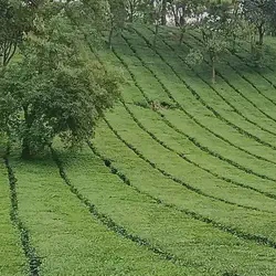 Dharamshala - McLeod Ganj - Palampur - Kareri Complete Itinerary