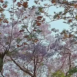 Nainital Expedition 2024: A Journal of Lakes, Peaks, and Pahadi Thrills